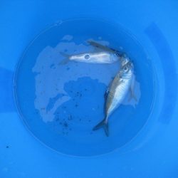 オリジナルメーカー海づり公園(市原市海づり施設) 釣果