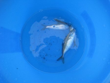 オリジナルメーカー海づり公園(市原市海づり…