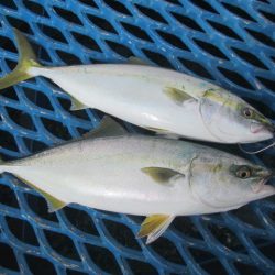 オリジナルメーカー海づり公園(市原市海づり施設) 釣果