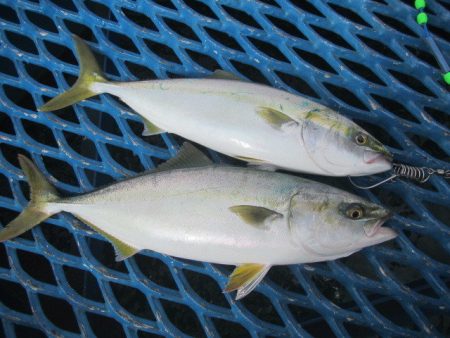 オリジナルメーカー海づり公園(市原市海づり施設) 釣果