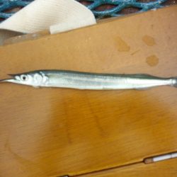 オリジナルメーカー海づり公園(市原市海づり施設) 釣果