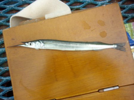 オリジナルメーカー海づり公園(市原市海づり施設) 釣果