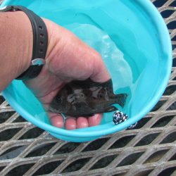 オリジナルメーカー海づり公園(市原市海づり施設) 釣果