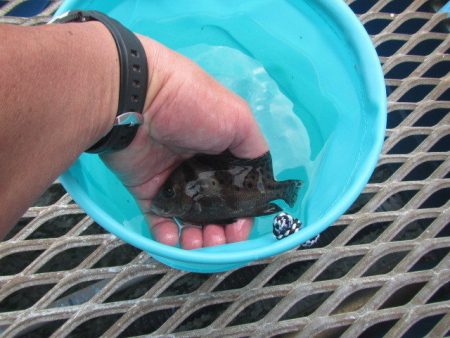 オリジナルメーカー海づり公園(市原市海づり施設) 釣果