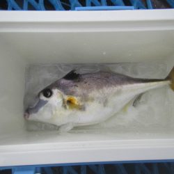 オリジナルメーカー海づり公園(市原市海づり施設) 釣果