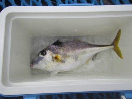 オリジナルメーカー海づり公園(市原市海づり施設) 釣果