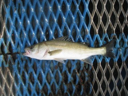 オリジナルメーカー海づり公園(市原市海づり…