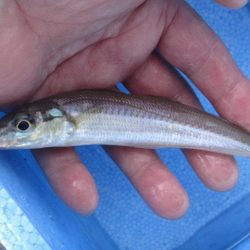 オリジナルメーカー海づり公園(市原市海づり施設) 釣果