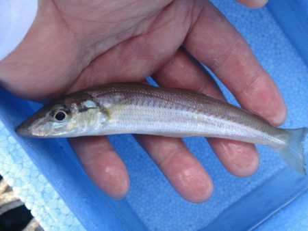 オリジナルメーカー海づり公園(市原市海づり施設) 釣果