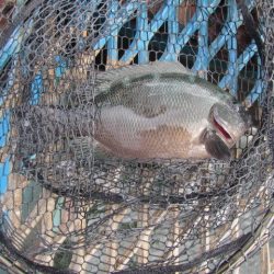 オリジナルメーカー海づり公園(市原市海づり施設) 釣果