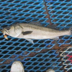 オリジナルメーカー海づり公園(市原市海づり施設) 釣果