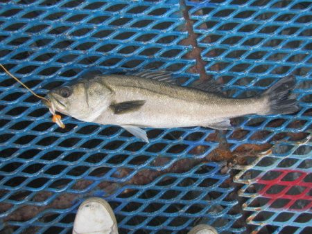 オリジナルメーカー海づり公園(市原市海づり施設) 釣果