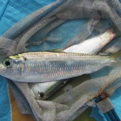 オリジナルメーカー海づり公園(市原市海づり施設) 釣果