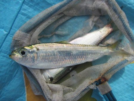 オリジナルメーカー海づり公園(市原市海づり施設) 釣果