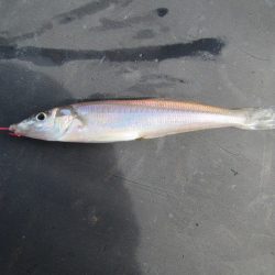 オリジナルメーカー海づり公園(市原市海づり施設) 釣果