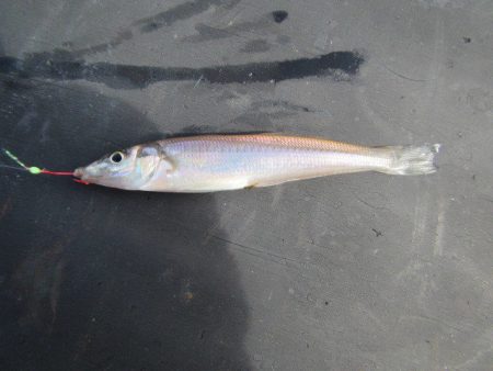 オリジナルメーカー海づり公園(市原市海づり施設) 釣果