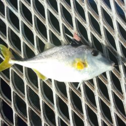 オリジナルメーカー海づり公園(市原市海づり施設) 釣果