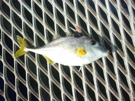 オリジナルメーカー海づり公園(市原市海づり施設) 釣果