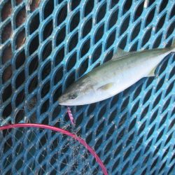 オリジナルメーカー海づり公園(市原市海づり施設) 釣果