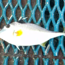 オリジナルメーカー海づり公園(市原市海づり施設) 釣果