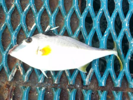 オリジナルメーカー海づり公園(市原市海づり施設) 釣果