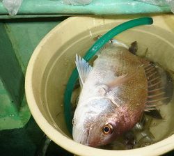 恵陽丸 釣果