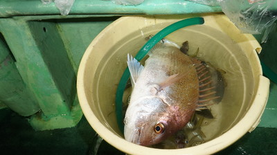 恵陽丸 釣果