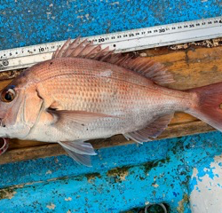 幸吉丸 釣果