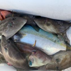 さんさん丸 釣果