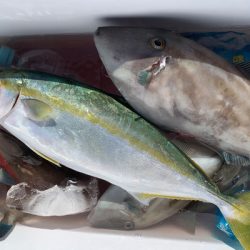 さんさん丸 釣果