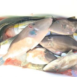 さんさん丸 釣果