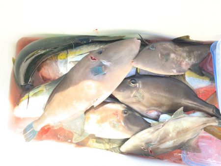 さんさん丸 釣果