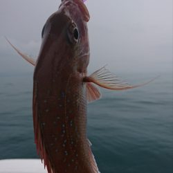 遊漁船 家入 釣果