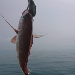 遊漁船 家入 釣果