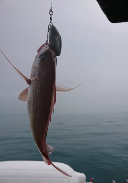 遊漁船 家入 釣果