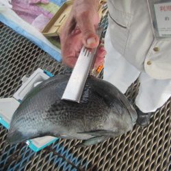 オリジナルメーカー海づり公園(市原市海づり施設) 釣果