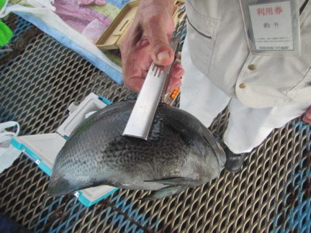 オリジナルメーカー海づり公園(市原市海づり施設) 釣果