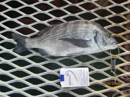 下関フィッシングパーク 釣果