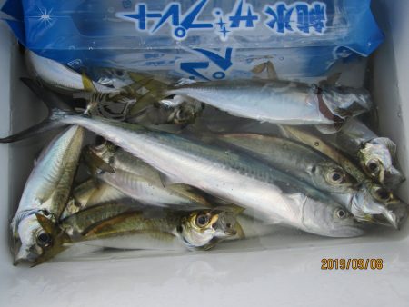 下関フィッシングパーク 釣果