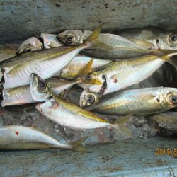 下関フィッシングパーク 釣果