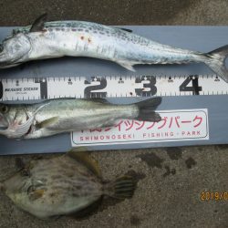 下関フィッシングパーク 釣果