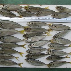 下関フィッシングパーク 釣果