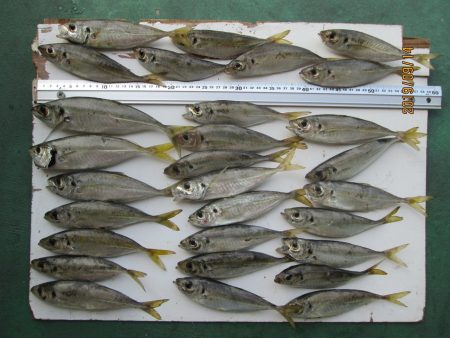 下関フィッシングパーク 釣果