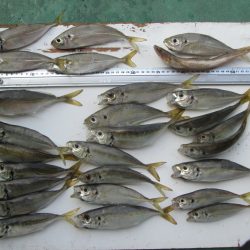 下関フィッシングパーク 釣果