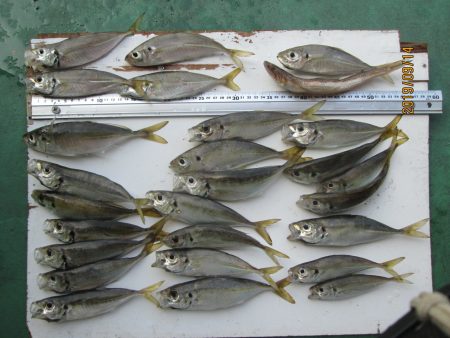 下関フィッシングパーク 釣果