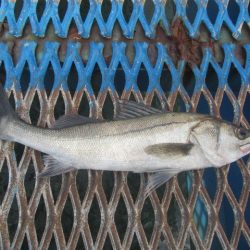 オリジナルメーカー海づり公園(市原市海づり施設) 釣果