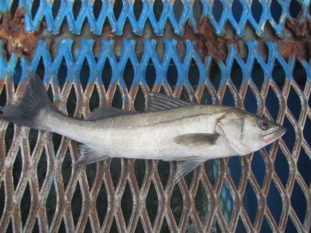 オリジナルメーカー海づり公園(市原市海づり施設) 釣果