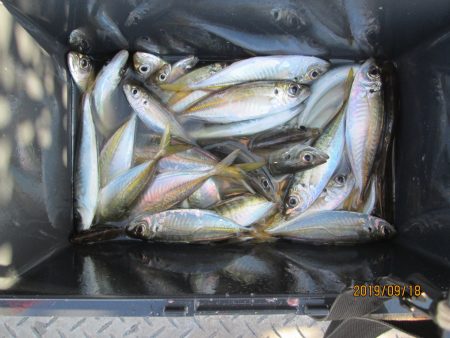 下関フィッシングパーク 釣果