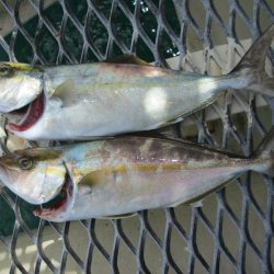 下関フィッシングパーク 釣果