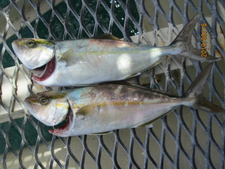 下関フィッシングパーク 釣果